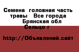 Семена (головная часть))) травы - Все города  »    . Брянская обл.,Сельцо г.